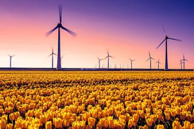 yellow tulips and windmills in the Netherlands